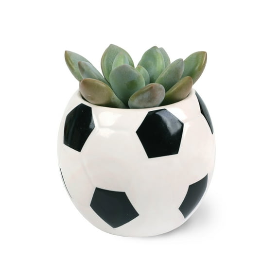 Green Circle Growers 2.5in Echeveria Succulent in Ceramic Pot