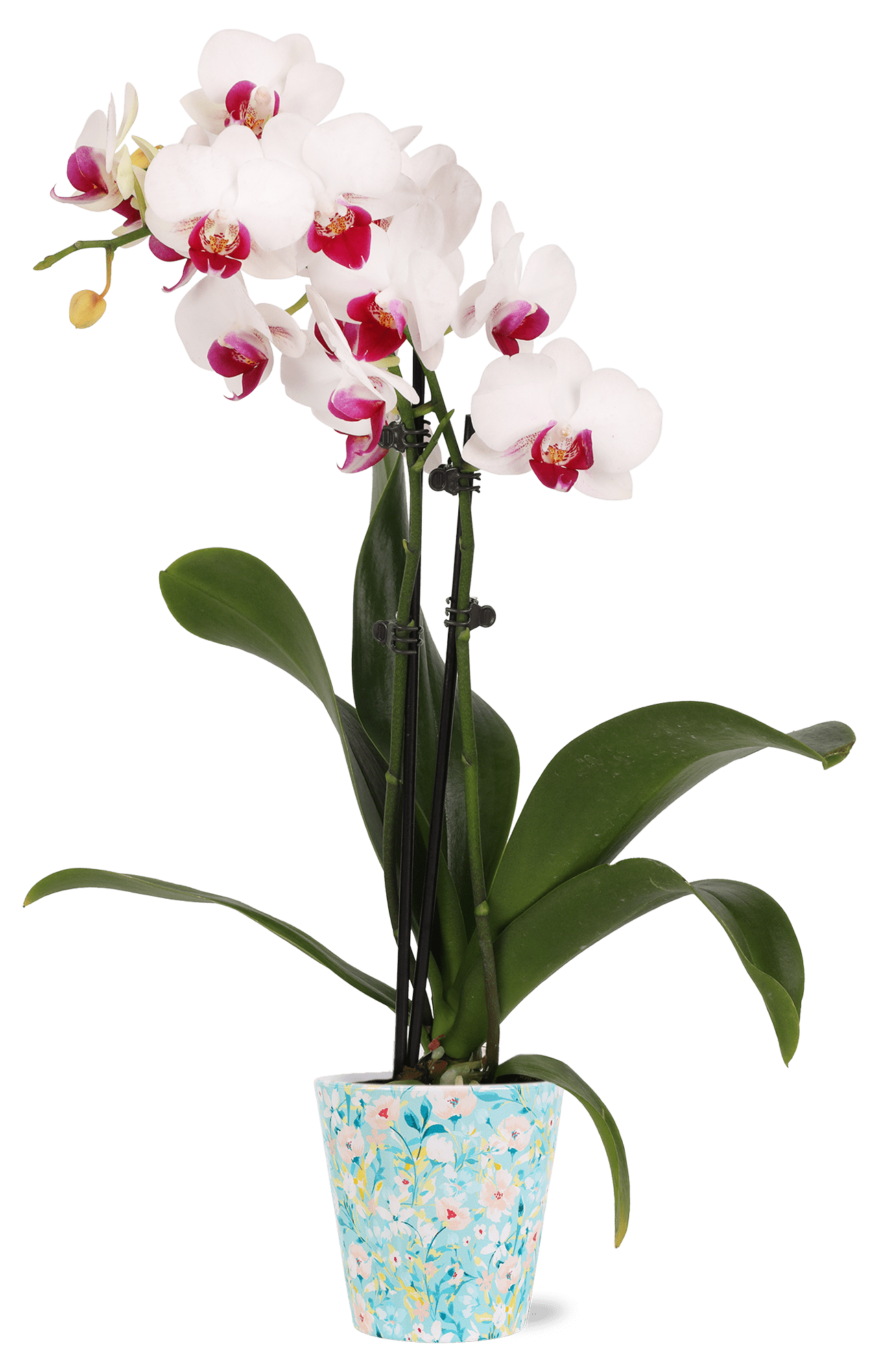 Green Circle Growers 3" Petite White Orchid in Temperence Decorative Pot, Live Mini Indoor Orchid
