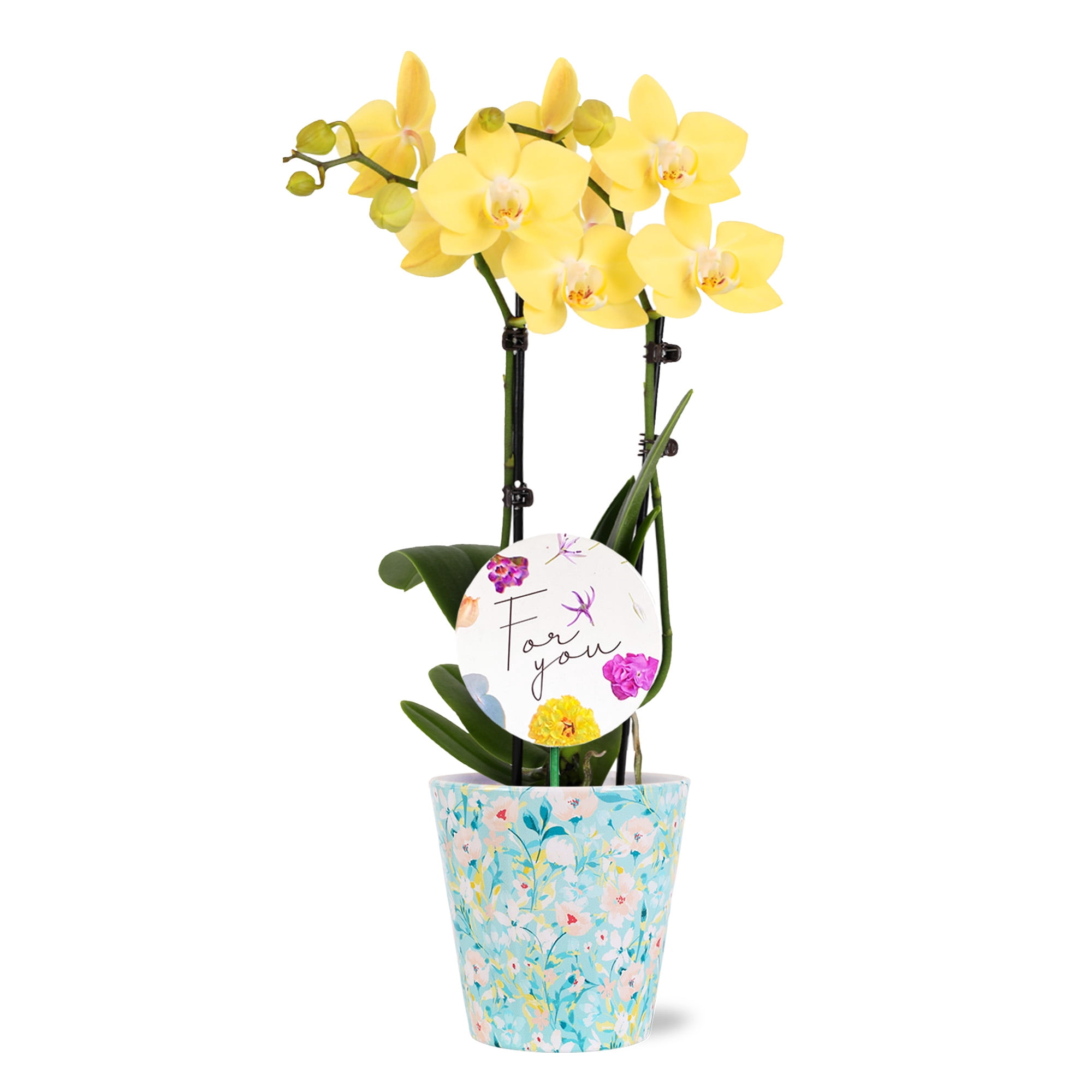 Green Circle Growers 3" Yellow Orchid Live Plant in Temperance Floramx Planter – Mother’s Day Gift Mini Orchid