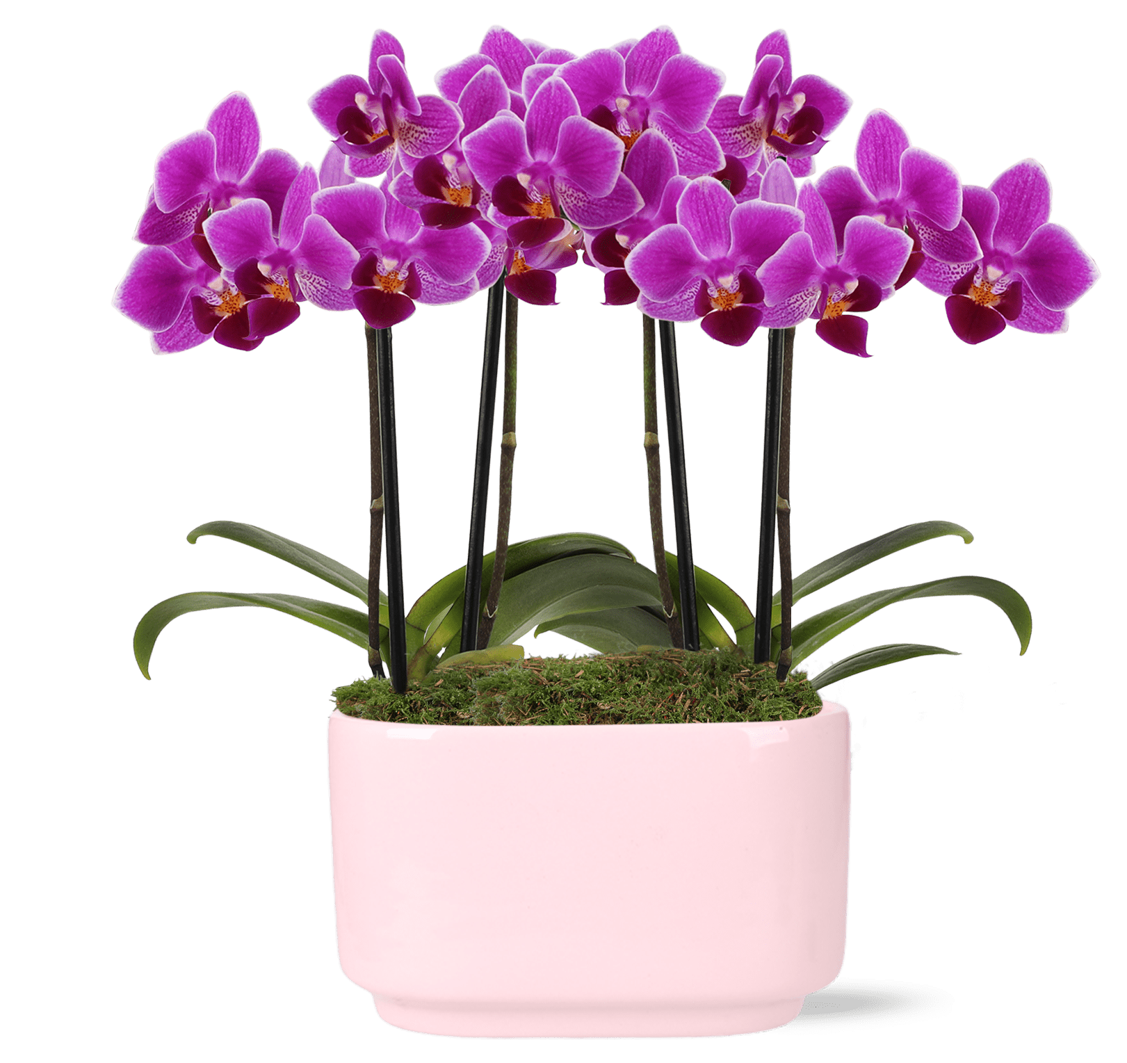 Green Circle Growers 4" Duo Magenta Orchid in Jan Pink Decorative Pot, Live Double Stem Orchid Plant