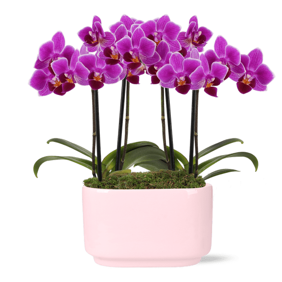 Green Circle Growers 4" Duo Magenta Orchid in Jan Pink Decorative Pot, Live Double Stem Orchid Plant