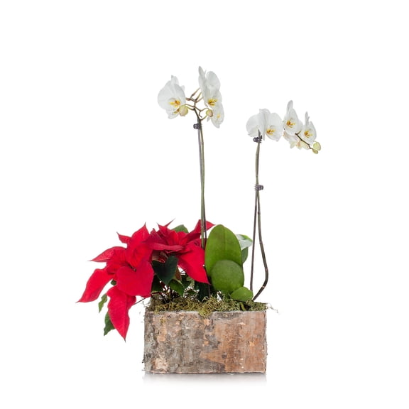Green Circle Growers 4" White, Red and Green Birch Duo Poinsettia and Orchid Live Plant Pot