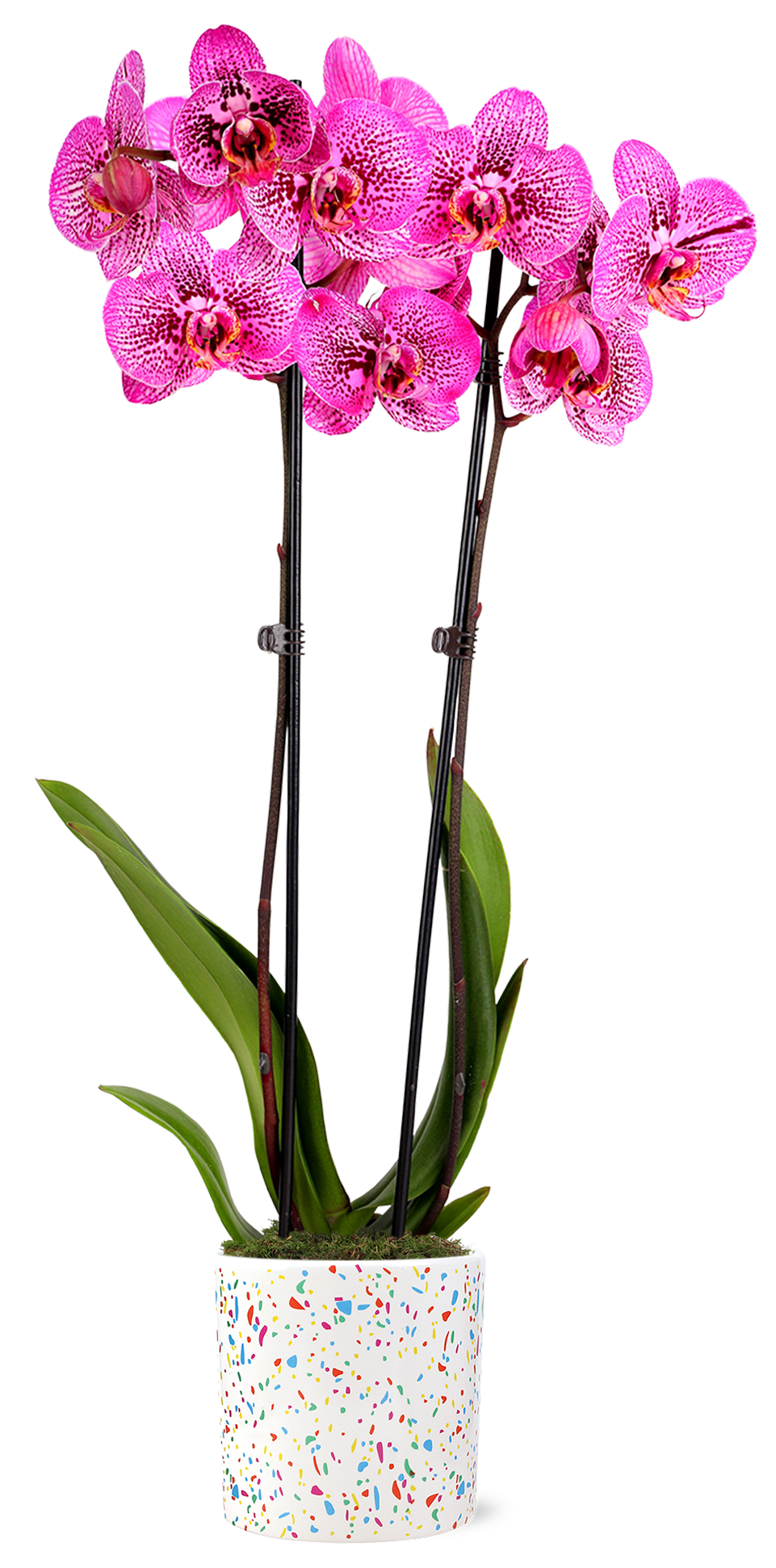 Green Circle Growers 5" Kaleidoscope Prism Rose Orchid, Live Indoor Decorative Orchid Plant