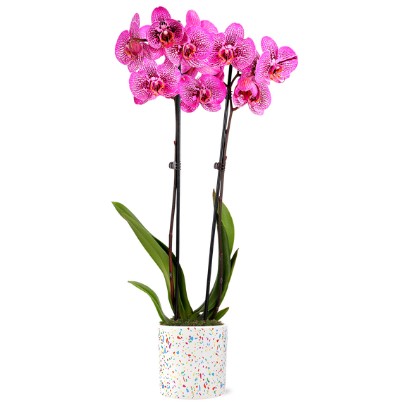 Green Circle Growers 5" Kaleidoscope Prism Rose Orchid, Live Indoor Decorative Orchid Plant