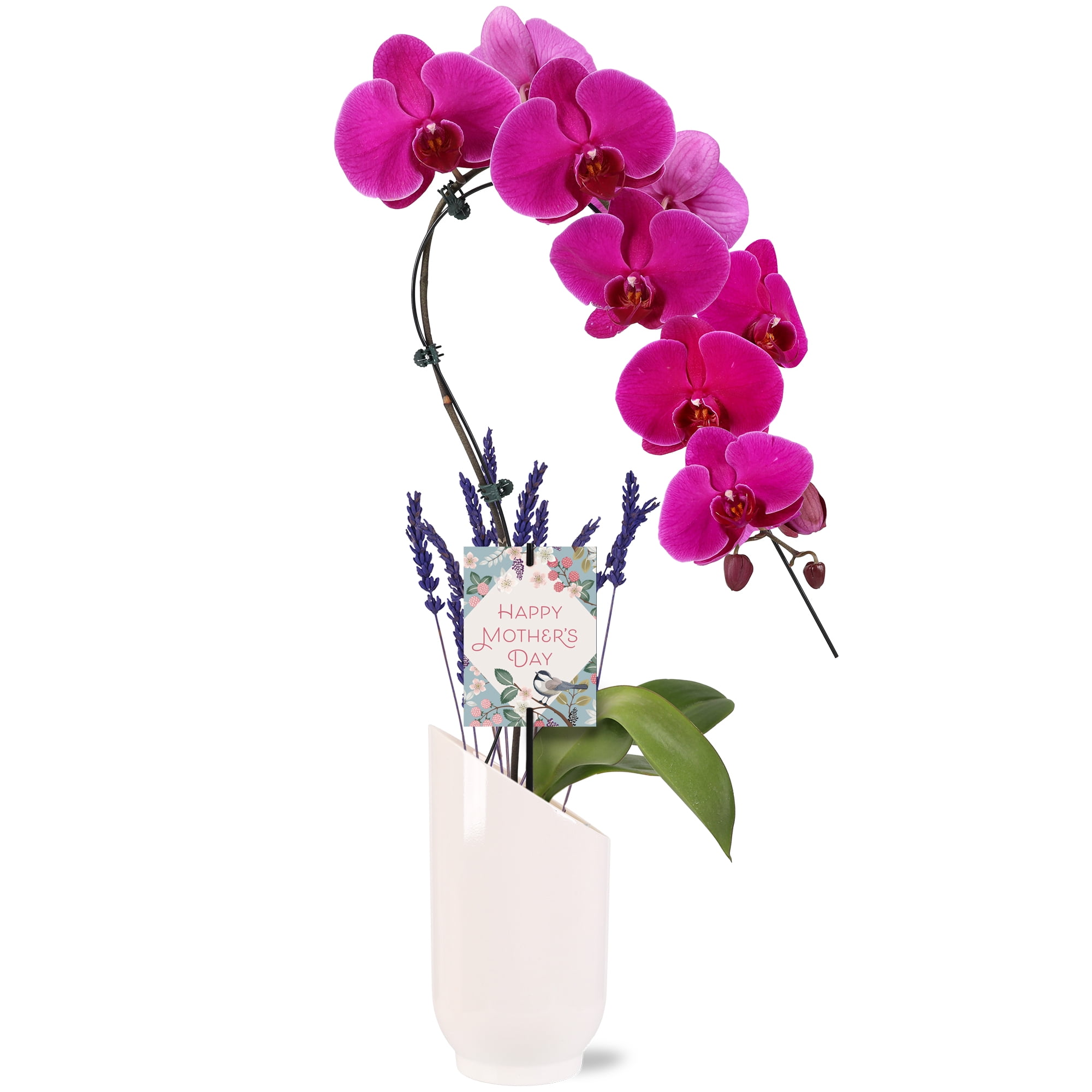 Green Circle Growers 5" Magenta Waterfall Orchid Live Plant in White Planter – Mother’s Day Gift Orchid