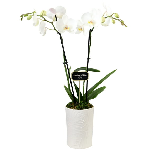 Green Circle Growers 5" Orchid in White Cassia Pot  Thinking of You Gift