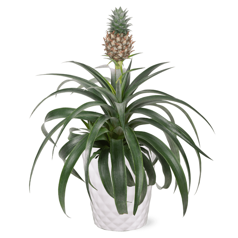 Green Circle Growers 5" Pineapple Bromeliad Live Plants in 5" Grower Pots,  PDC - Walmart.com