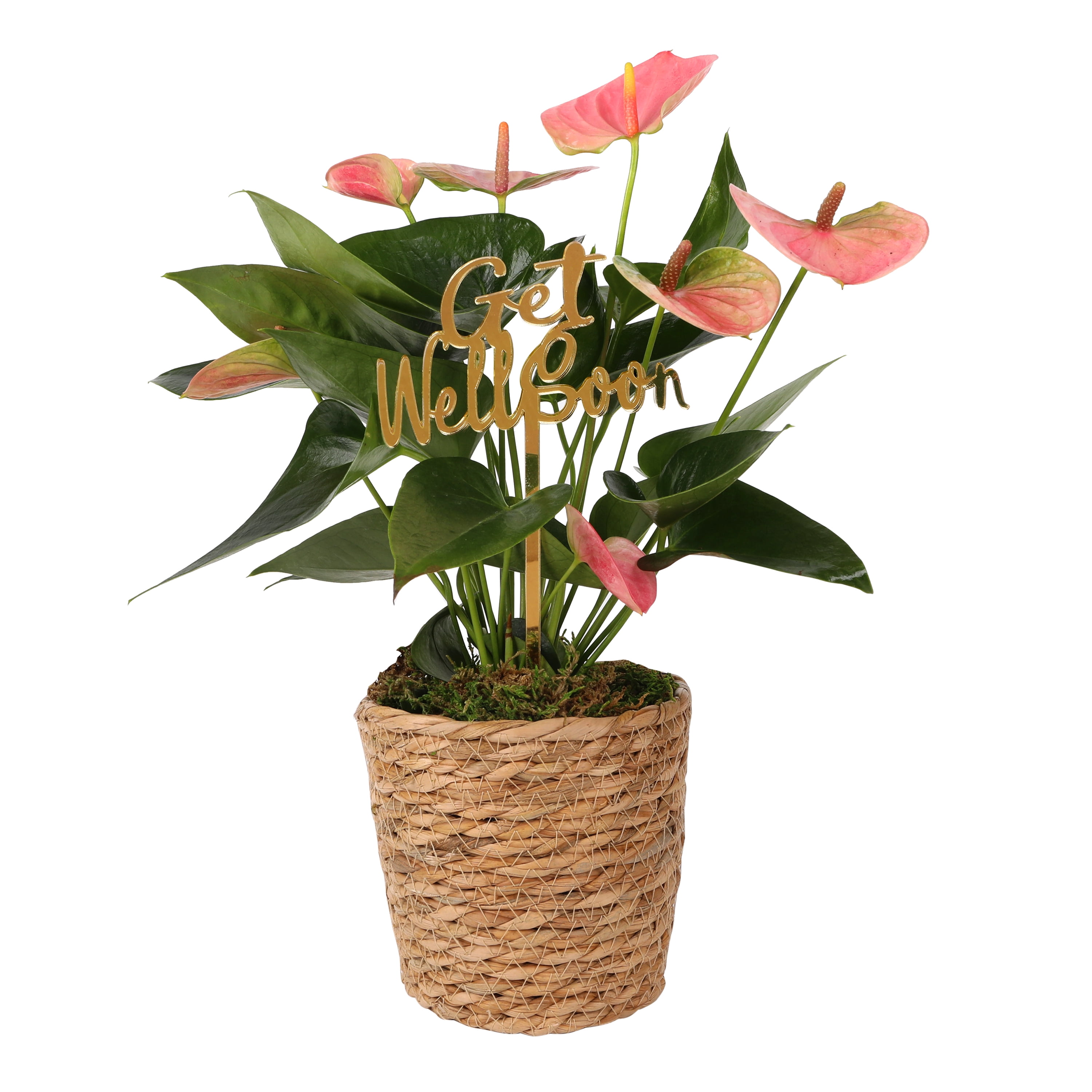 Green Circle Growers 5" Pink Anthurium in Seagrass Pot – Get Well Soon Gift