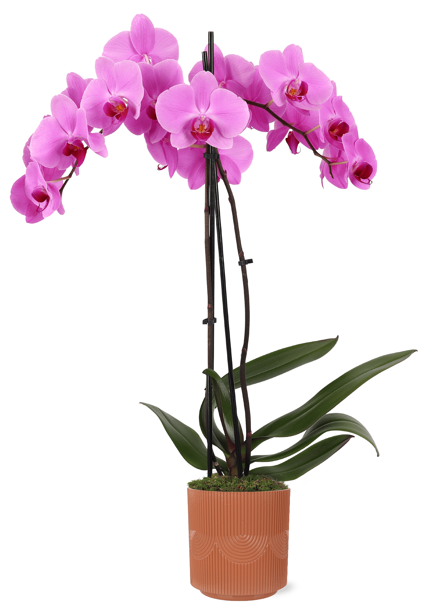 Green Circle Growers 5" Pink Orchid in Estella Terra Cotta Decorative Pot, Live Indoor Orchid Plant