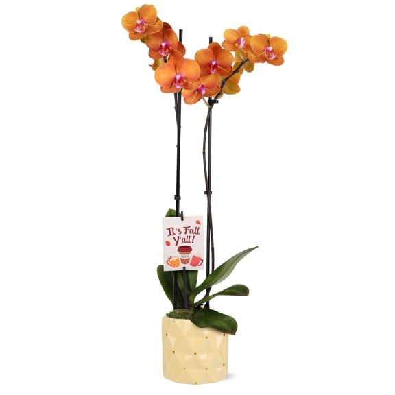 Green Circle Growers 5" Premium Salmon Orchid in Yellow Soleil Ceramic Pot