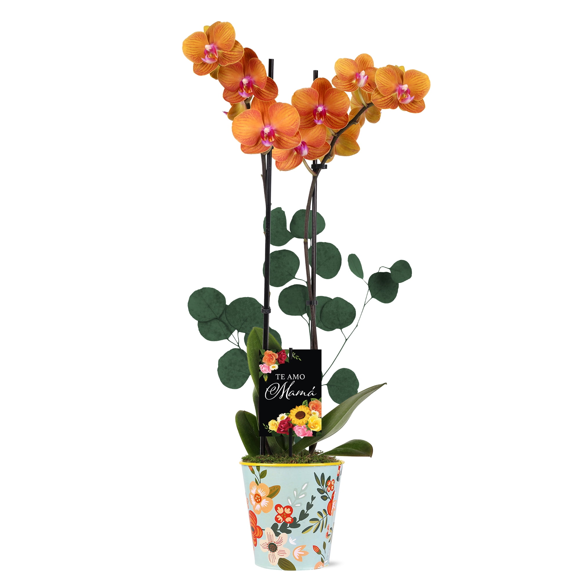 Green Circle Growers 5" Salmon Orchid Live Plant in Rifle Tin Planter – Mother’s Day Gift Indoor Flowering Houseplant