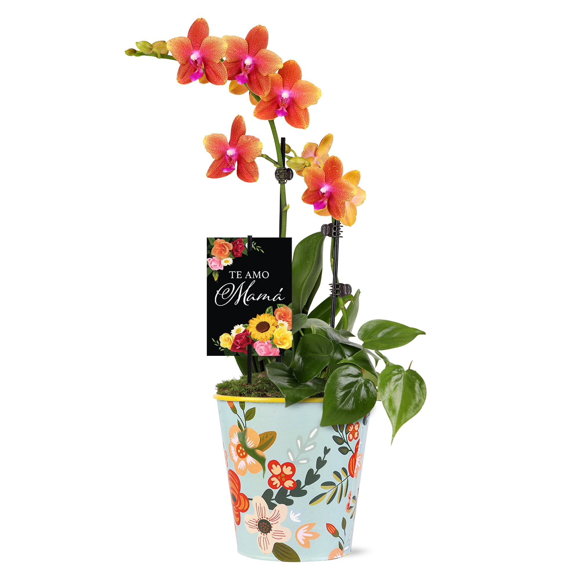 Green Circle Growers 5" Salmon Orchid and Pothos Live Plant Arrangement in Tin Planter – Mother’s Day Gift