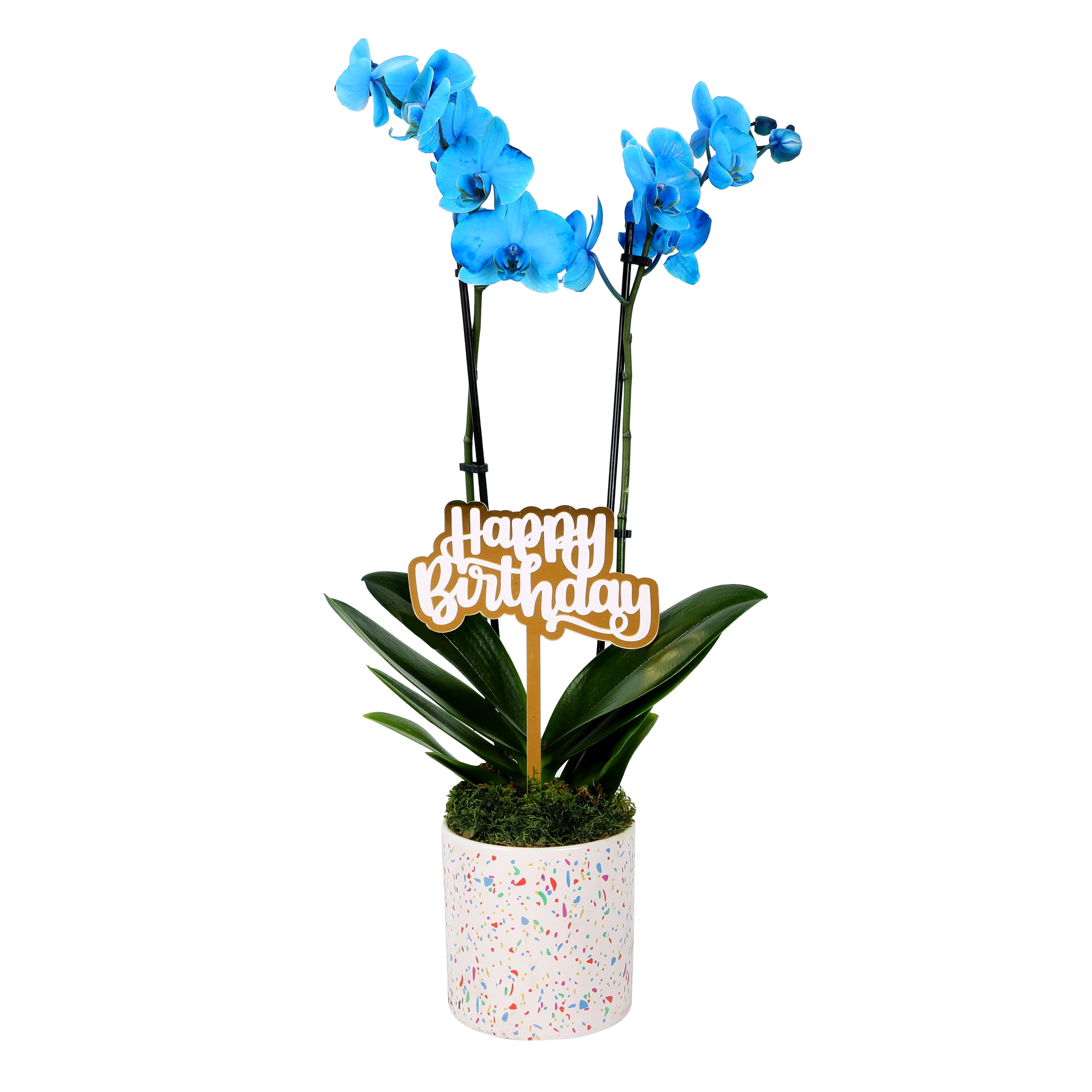 Green Circle Growers 5" Watercolor Orchid in Pink Terrazzo Pot – Happy Birthday Gift with Green Moss