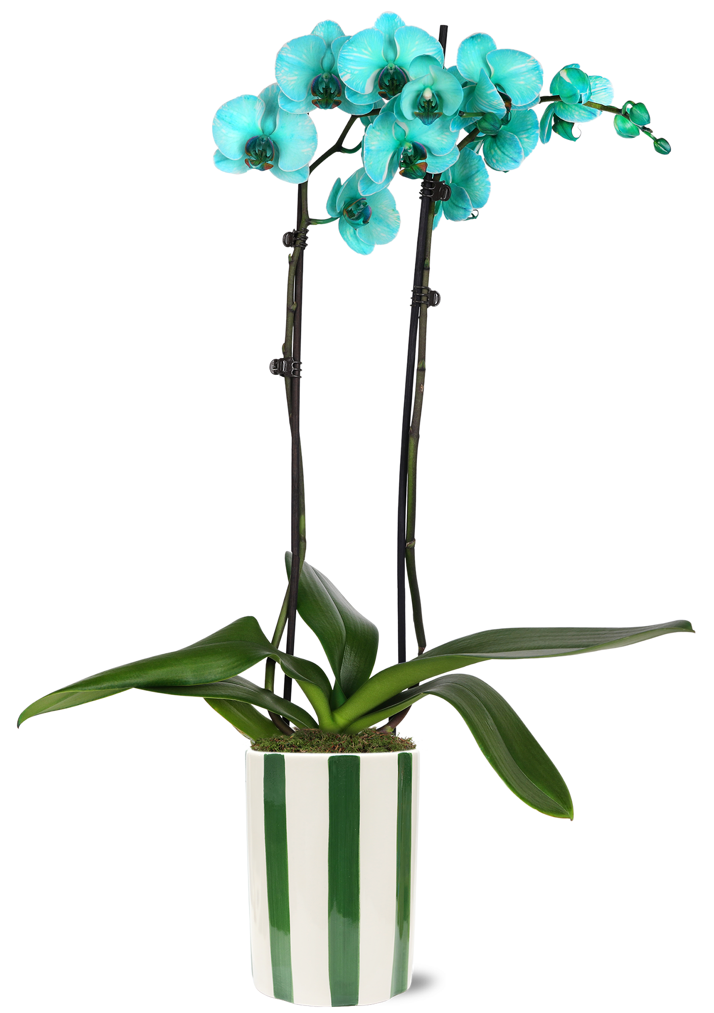 Green Circle Growers 5" Watercolor Teal Orchid in Hollywood Green Decorative Pot, Live Indoor Orchid Plant