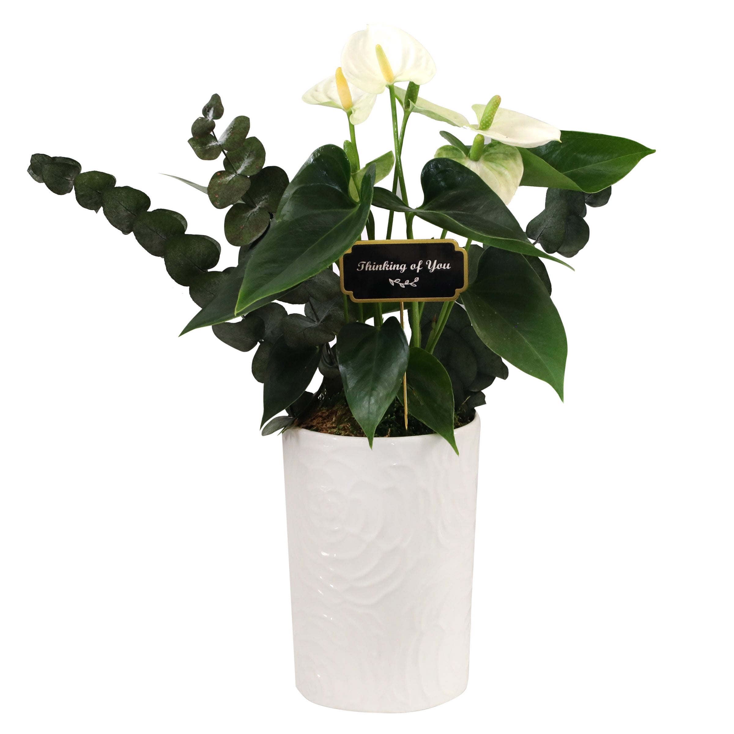 Green Circle Growers 5" White Anthurium in White Cassia Pot – Thinking of You Gift with Eucalyptus