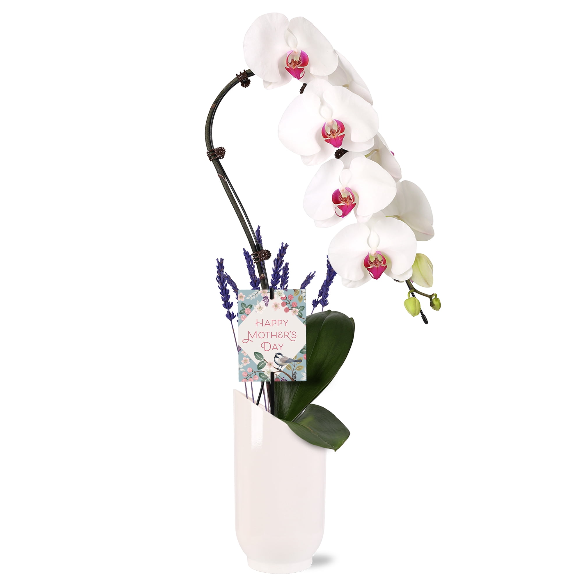Green Circle Growers 5" White Waterfall Orchid Live Plant in White Planter – Mother’s Day Gift Flowering Plant