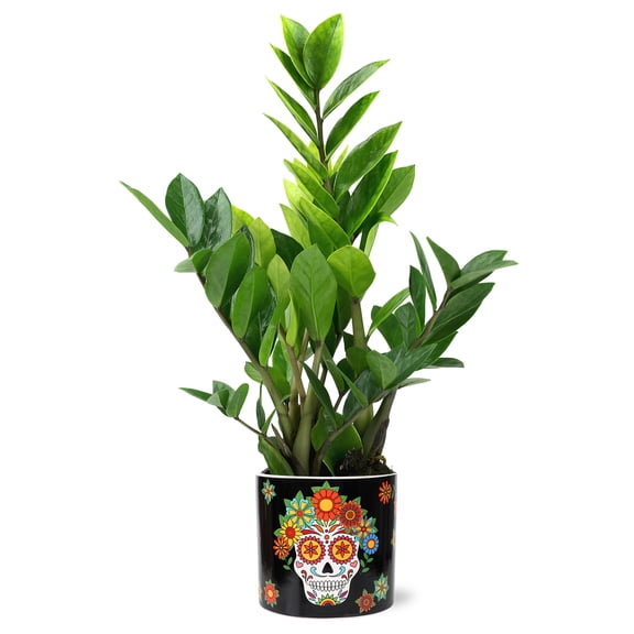 Green Circle Growers 5" ZZ Plant in Black Flower Skull Ceramic Pot