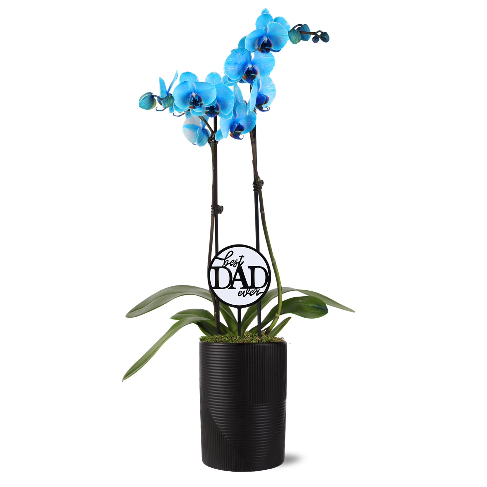 Green Circle Growers 5in Blue Watercolor in Ceramic Pot - Best Dad Ever Pick