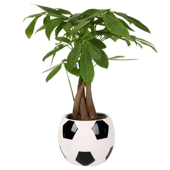 Green Circle Growers 5in Money Tree in Ceramic Pot