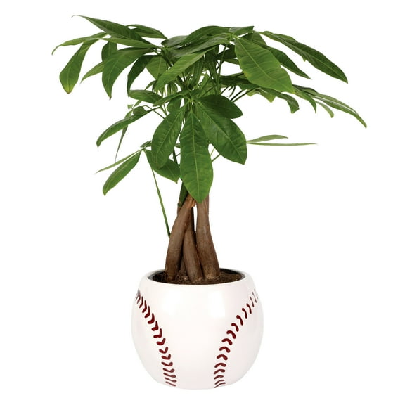 Green Circle Growers 5in Money Tree in Ceramic Pot