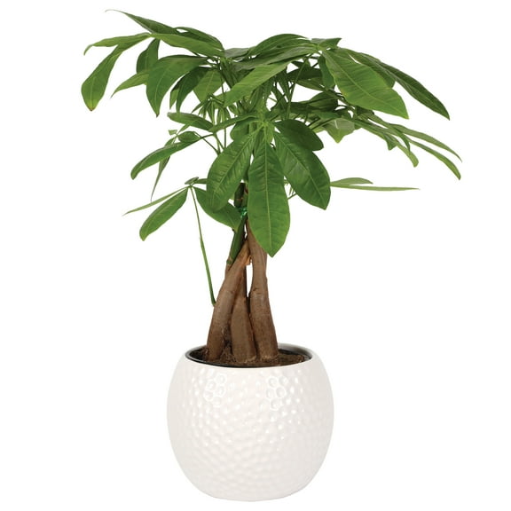 Green Circle Growers 5in Money Tree in Ceramic Pot