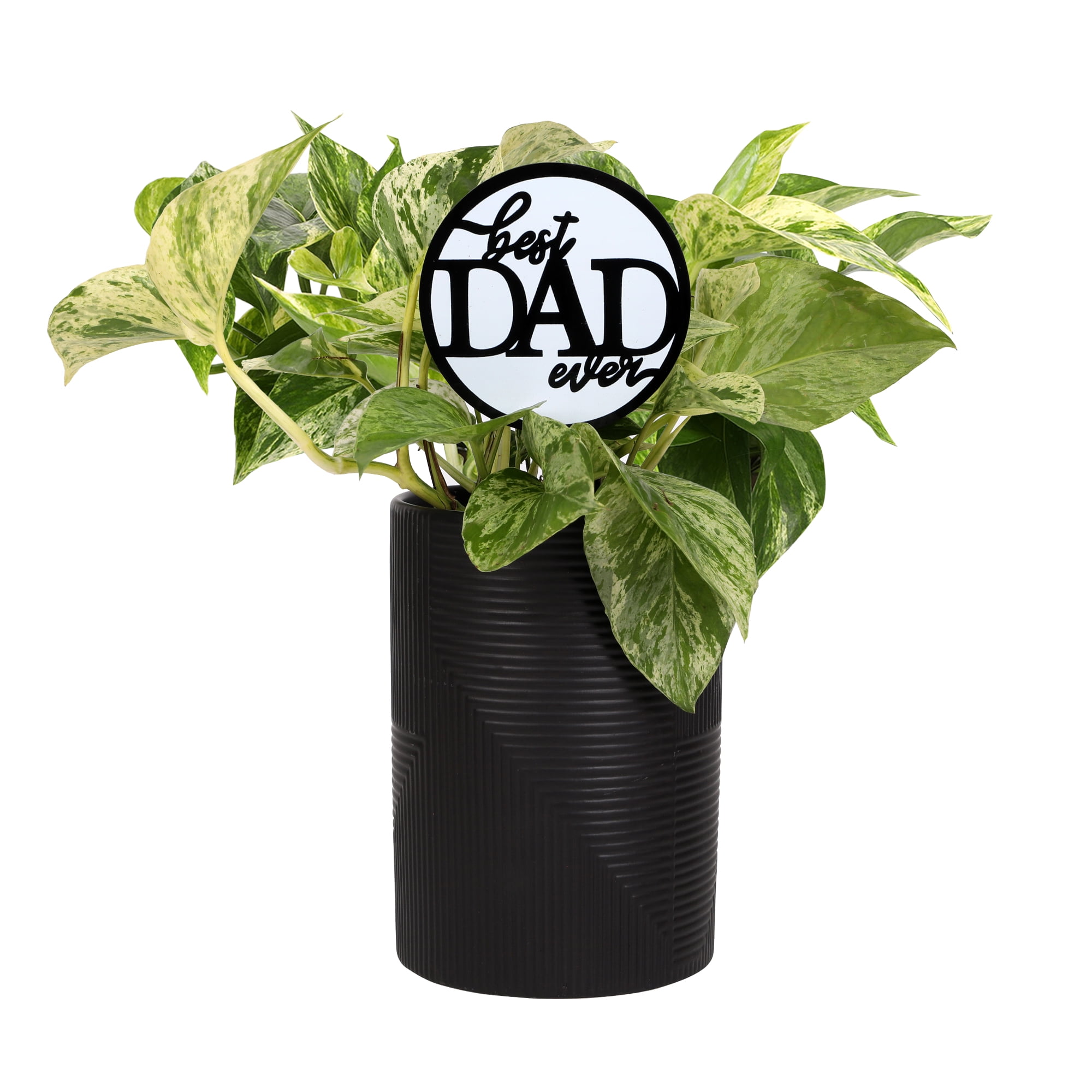 Green Circle Growers 5in Pothos in Ceramic Pot - Best Dad Ever Pick