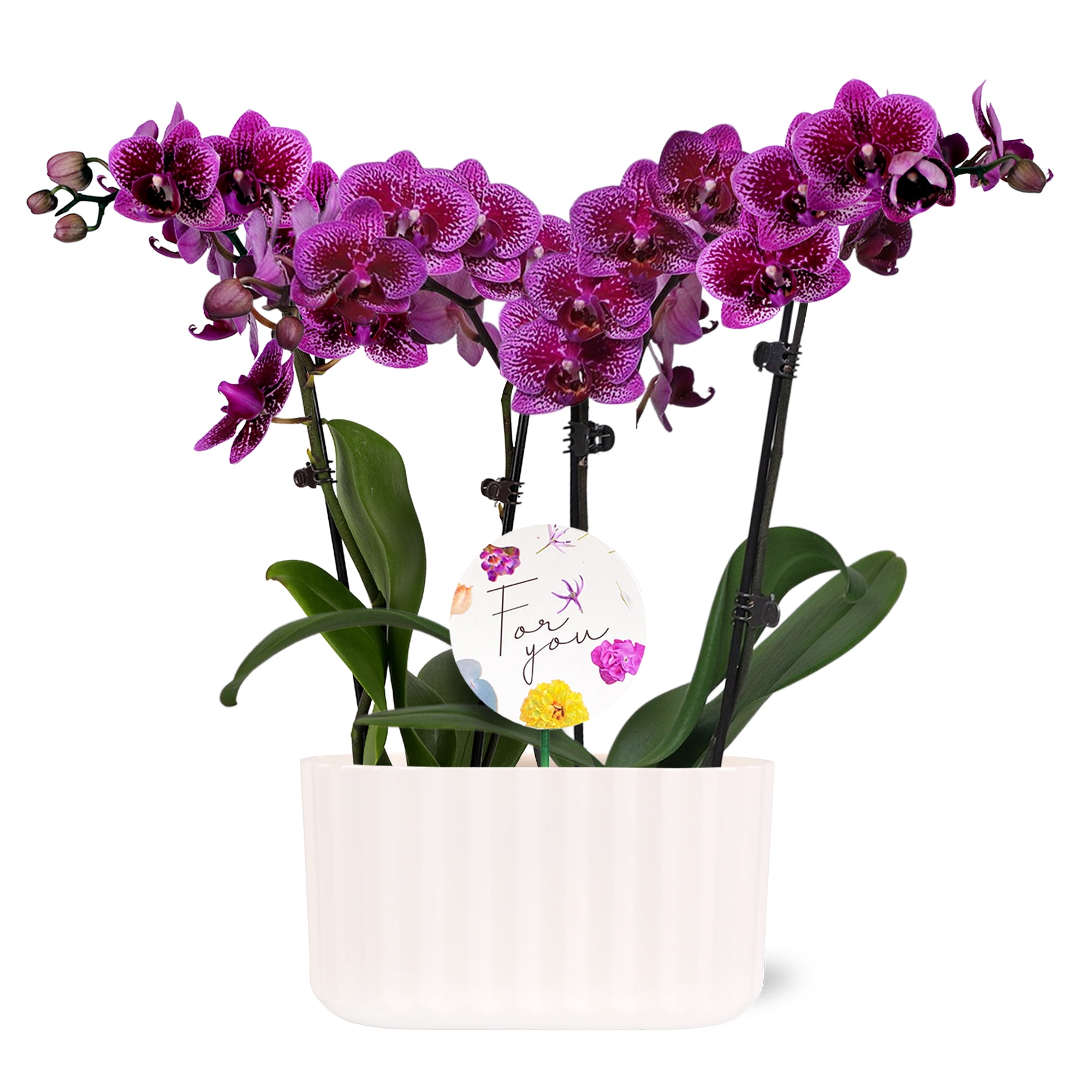 Green Circle Growers 6" Double Mini Dark Purple Orchid Live Plants in White Memphis Planter – Mother’s Day Gift
