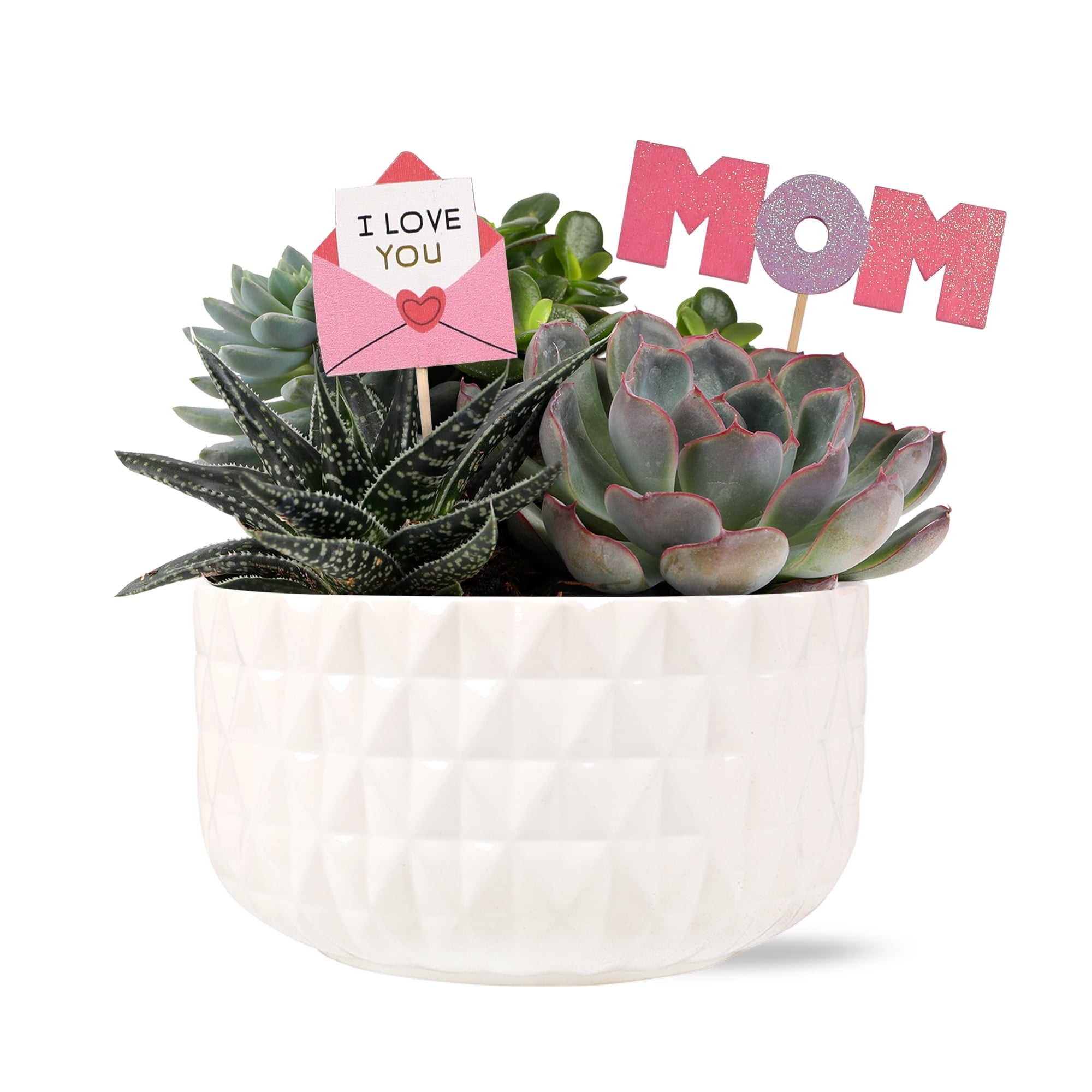 Green Circle Growers 6" Succulent Garden Live Plant Arrangement in Ceramic Planter – Mother’s Day Gift