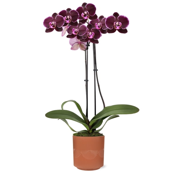 Green Circle Growers 5" Premium Dark Purple Orchid in Terracotta Estella Ceramic Pot