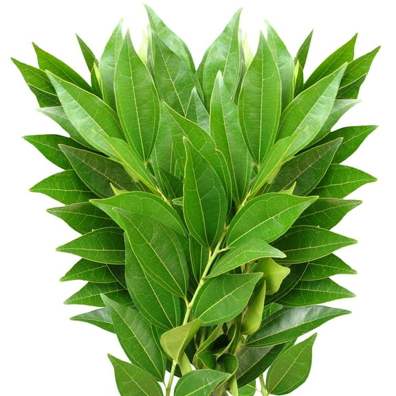 Green Cocculus - Farm Direct Fresh Cut Flowers Green Fillers - 100 Stems - by Bloomingmore