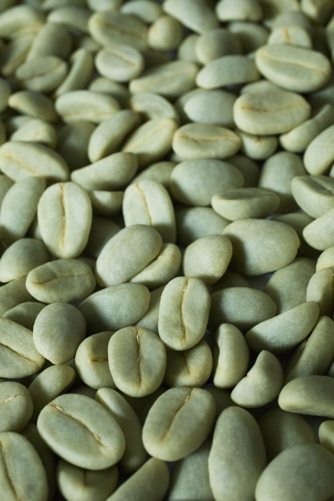 Green Coffee Beans In The Drying Stage Before Hulls Are Removed Hawaii United States Of America Canvas Art - Charmian Vistaunet Design Pics (24 x 38)
