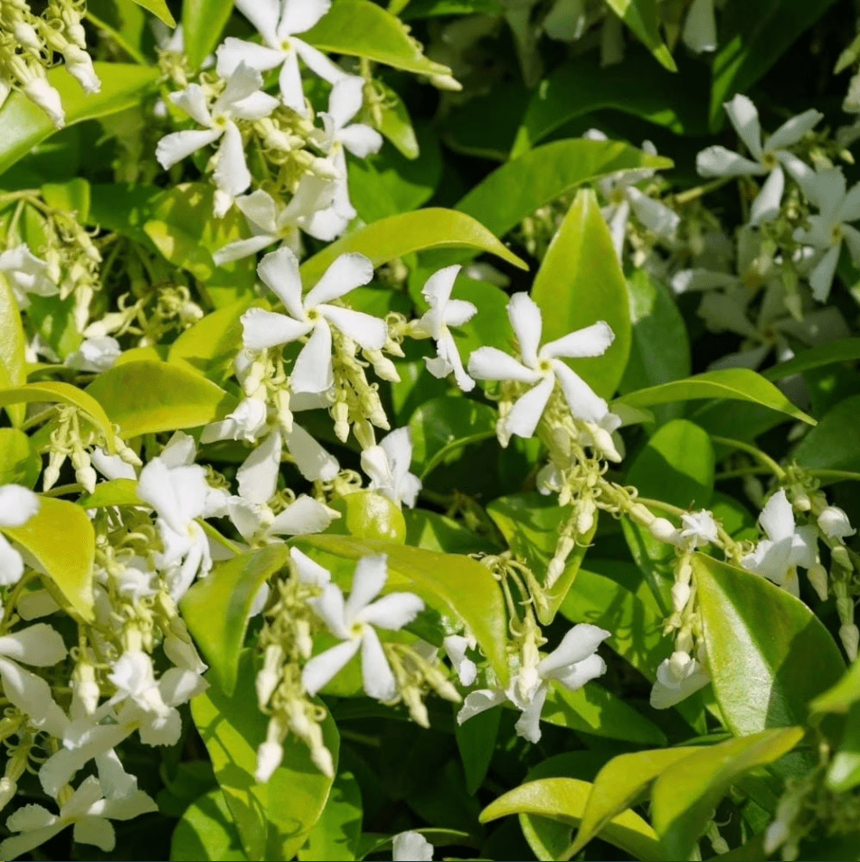 Green Confederate Star Jasmine Live Plant, White Jasmine Plant, Jasmine Plant Live, 4 to 6 Inch Tall, Ship No Pot