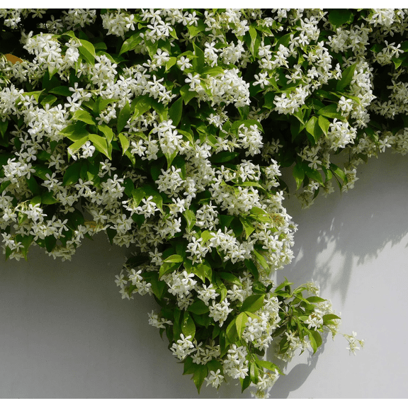 Green Confederate Star Jasmine Plant Live, Climbing Jasmine Indoor Outdoor Live, Fragrant, 5-9" in Tall, No Pot, Hardy and Fast-Growing