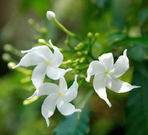 Green Confederate Star Jasmine Plant Live for Planting, Jasmine Flower Plant for Outdoor 4 to 6 Inch Tall