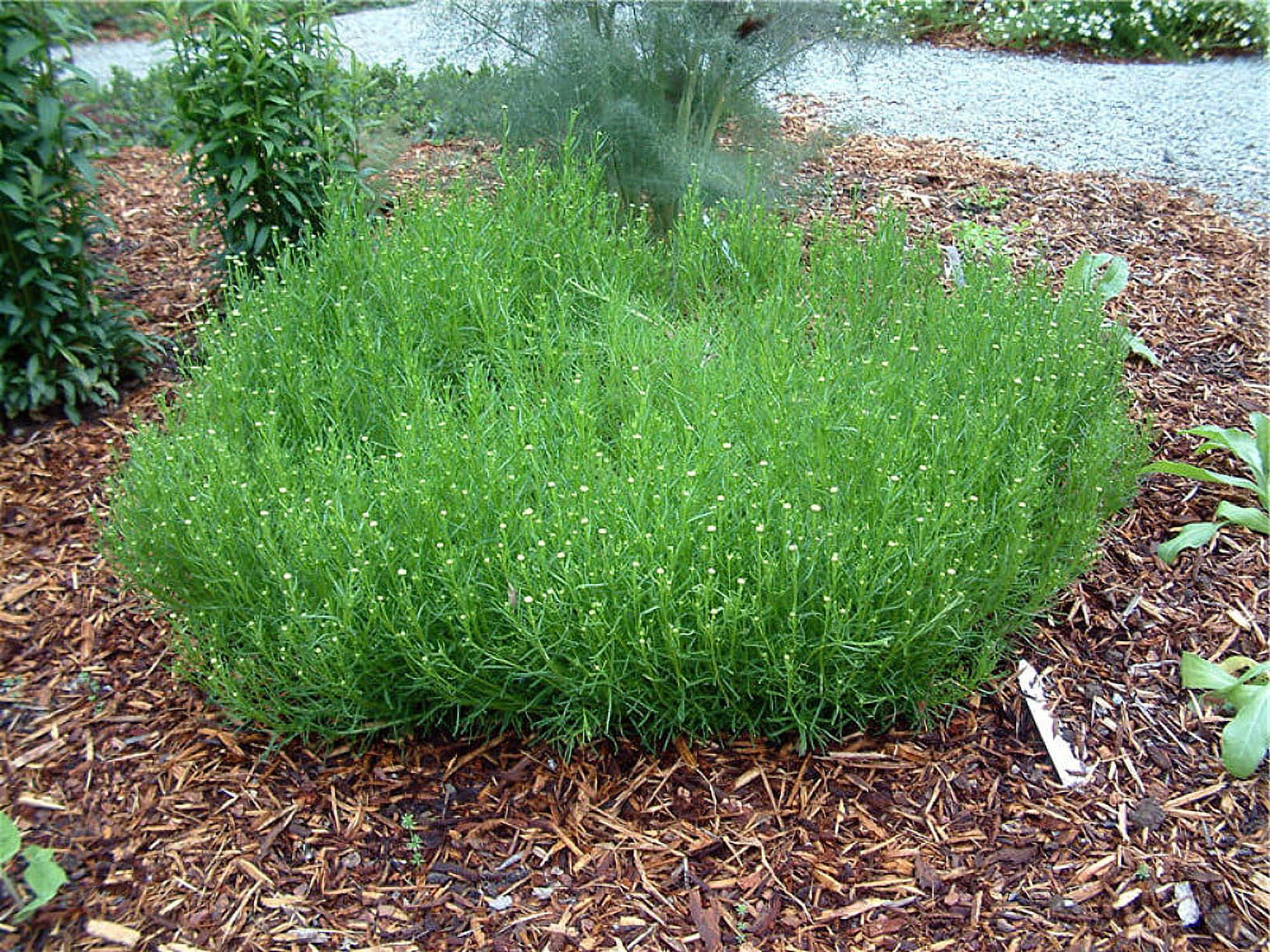 Green Cotton Lavender Perennial Santolina nana 3" Pot Repels Bugs Inside/Out