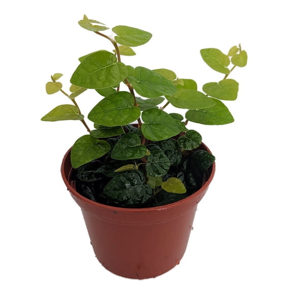Green Creeping Fig Plant - Terrarium/Fairy Garden - Ficus pumila  - 2.5" Pot