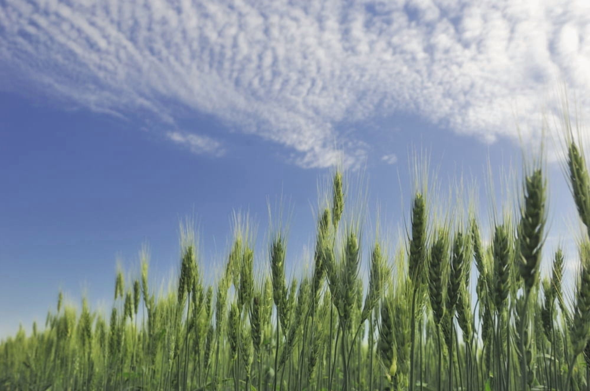 Green Crops Northwest Of Edmonton Alberta Canvas Art - Peter Carroll Design Pics (17 x 11)