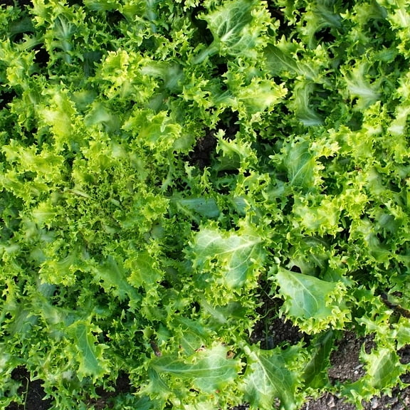 Green Curled Ruffec Endive Garden Seeds: 1 Lb - Non-GMO Vegetable Garden Seed - Grow Micro Greens, Salad Greens
