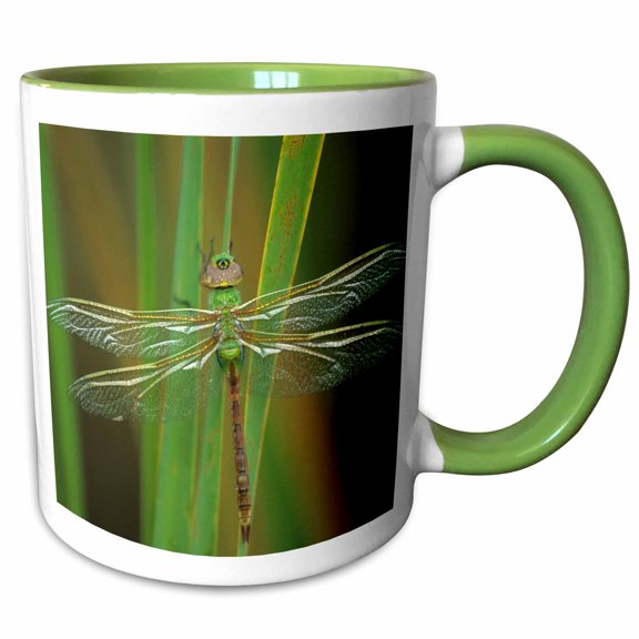 3drose, Green Darner Dragonfly Insect on Reeds - Na01 Bja0017 - Jaynes Gallery, 11oz Two-tone Green Mug