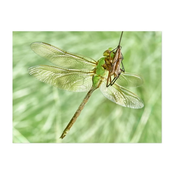 Green Darner In The Sun - Photography Dragonfly Insect Wildlife Nature Animal Botanical Unframed Wall Art Print 18 x 24 inches