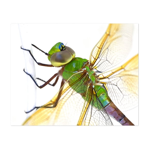 Green Darner - Photography Dragonfly Insect Nature Wildlife Unframed Wall Art Print 24 x 32 inches