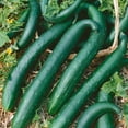 thumbnail image 1 of Green Dragon Burpless F1 Hybrid Cucumber Seeds - 3 g Packet ~100 Seeds - Non-GMO, F1 Hybrid - Vegetable Garden - Cucumis sativus, 1 of 1