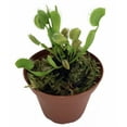 thumbnail image 1 of Green Dragon Venus Fly Trap Live Plant - CARNIVOROUS - Dionaea - 3" Pot, 1 of 1