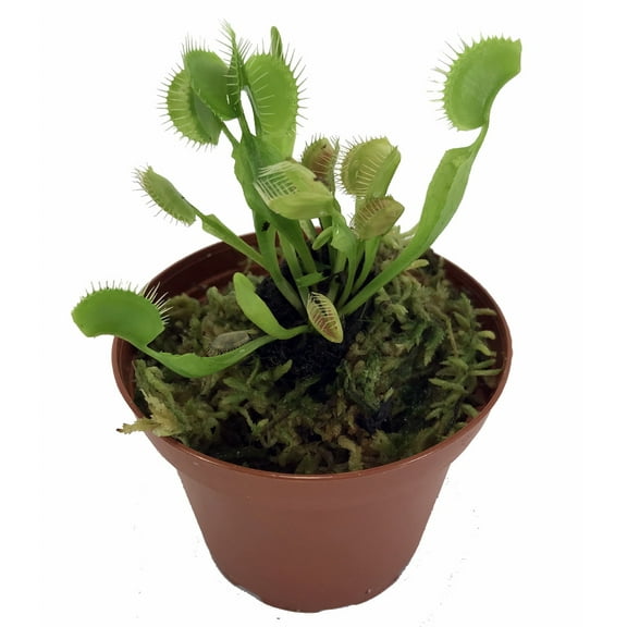 Green Dragon Venus Fly Trap Live Plant - CARNIVOROUS - Dionaea - 3" Pot