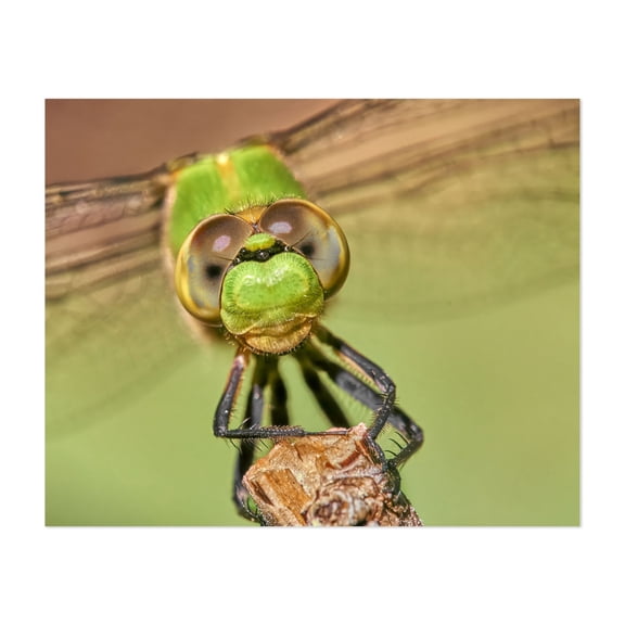 Green Dragonfly Face - Photography Insect Dragonfly Wildlife Nature Animal Botanical Unframed Wall Art Print 6 x 8 inches