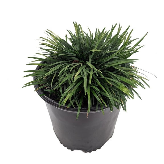 Green Dwarf Mondo Grass  - Ophiopogon - 4" Pot - Carefree Groundcover