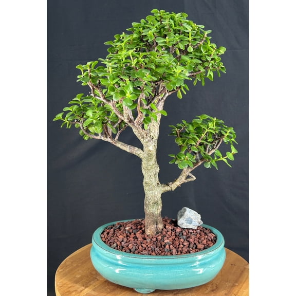 Green Emerald Ficus Bonsai Tree (Ficus microcarpa), 23-Year-Old Indoor Bonsai with Curved Trunk in Brown Ceramic Pot