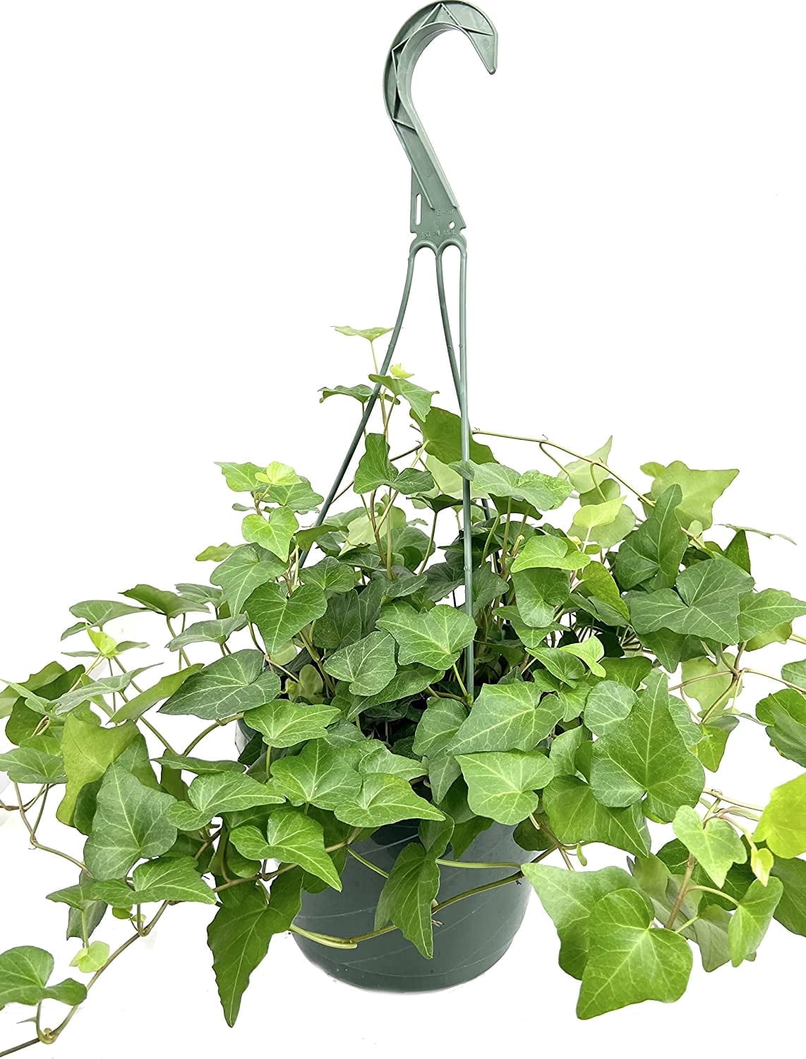 Green English Ivy Hanging Basket - Live Plant in an 8 Inch Pot - Hedera Helix - Beautiful Easy Care Indoor Air Purifying Houseplant Vine