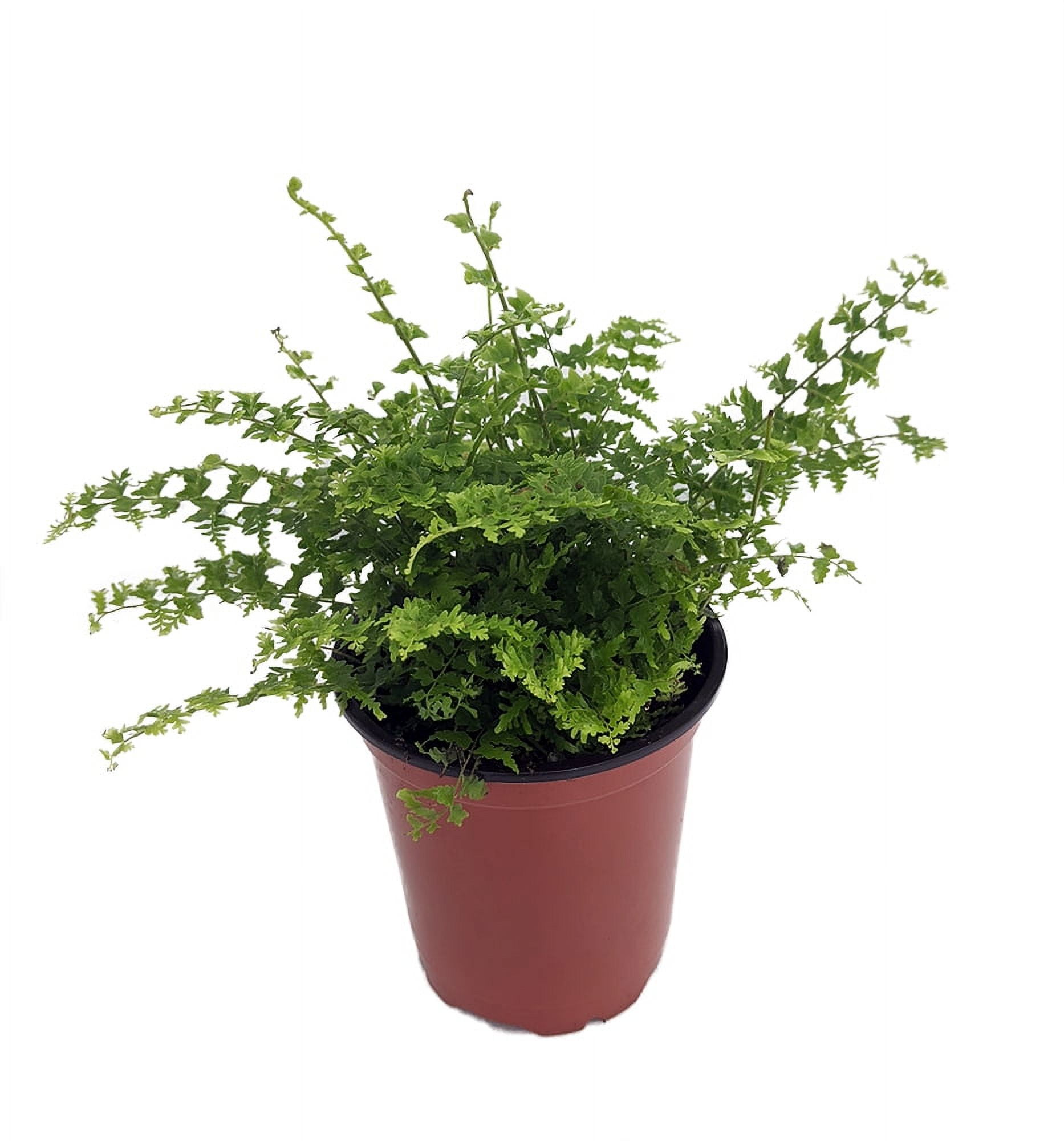 Green Fantasy Fern - Easy House Plant - 3.5" Pot