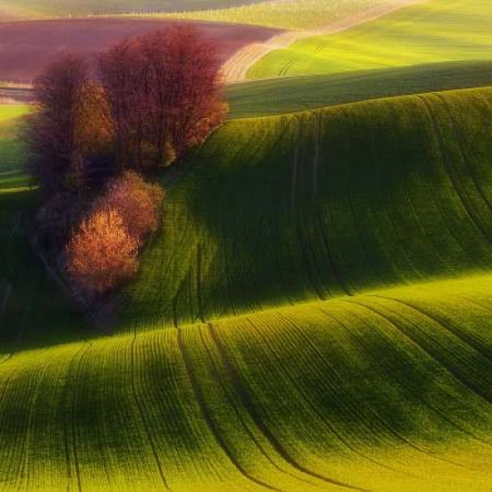 Green Fields Canvas Art - Piotr (Bax) Krol (24 x 24)